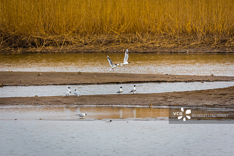 中国辽宁盘锦湿地黑嘴鸥图片素材