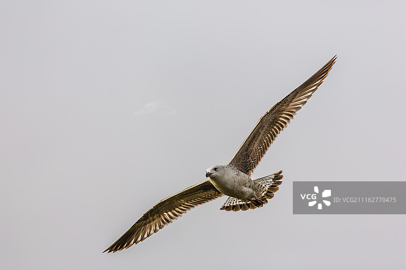 中国辽宁海鸥飞翔图片素材