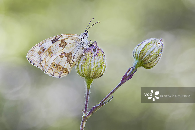 拉刻西斯黑脉绡蝶（伊比利亚大理石白）图片素材