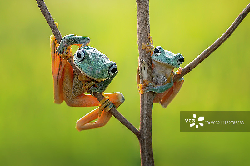 两只飞翔的青蛙挂在植物上图片素材