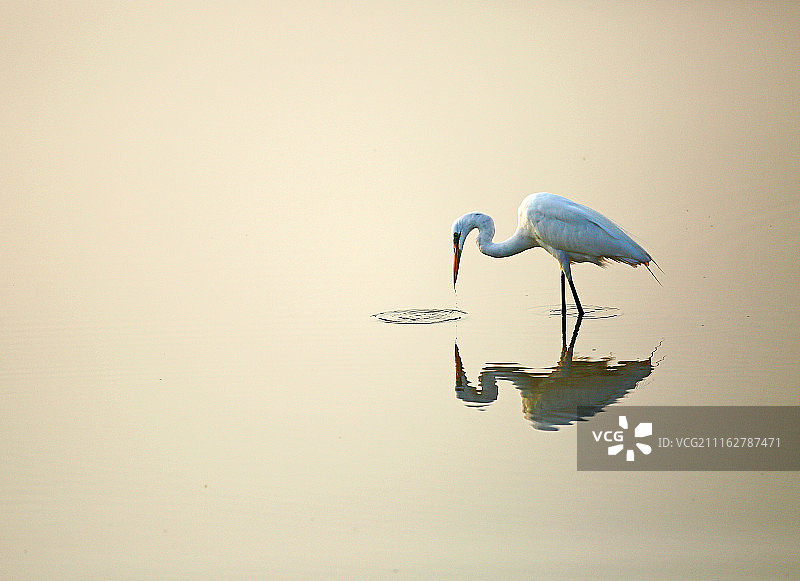 湖中白鹭的倒影图片素材