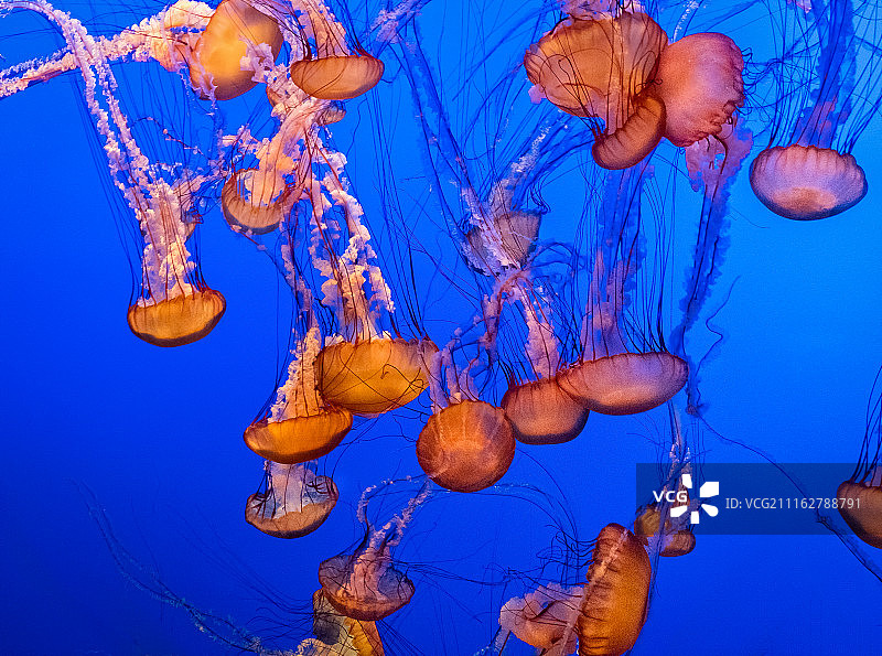 狮鬃水母图片素材