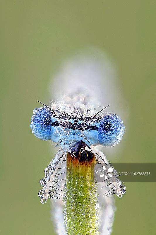 白腿丝蟌图片素材