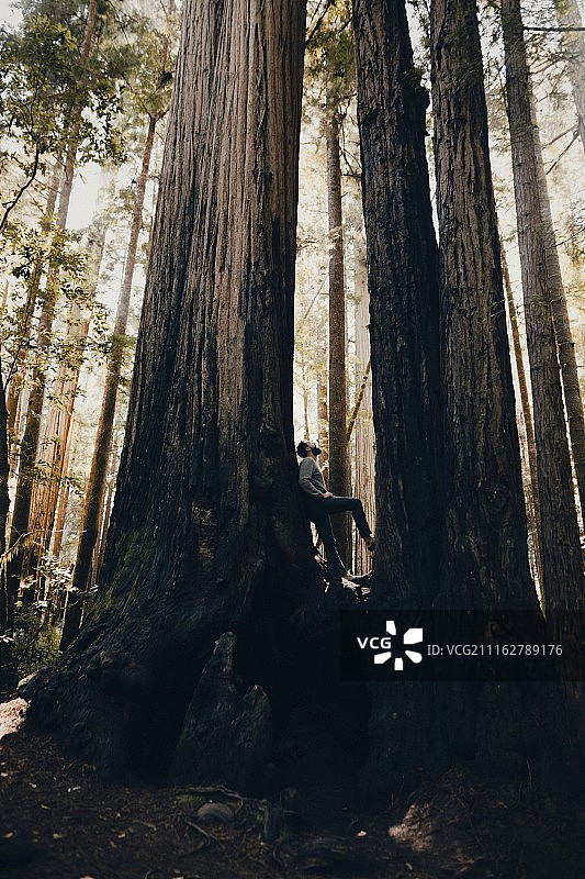 美国加利福尼亚州森林中高树下的年轻徒步者图片素材