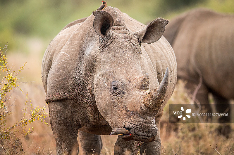 犀牛肖像图片素材