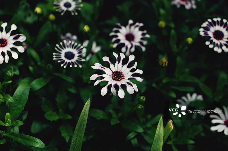 白色异域花朵特写图片素材