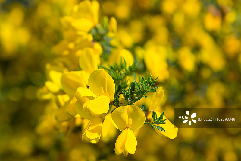 金雀花图片素材