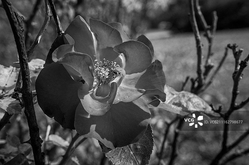 爱之园图片素材