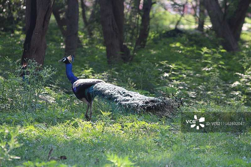 绿草地上的孔雀图片素材