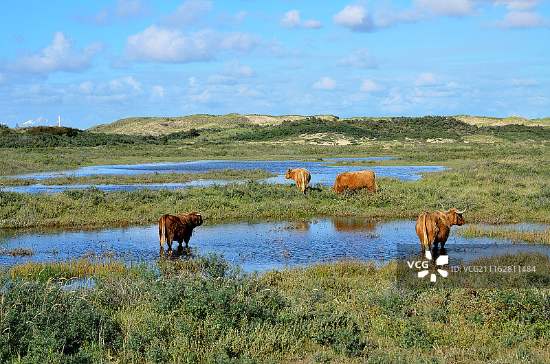洪水泛滥的草甸上的高地牛图片素材