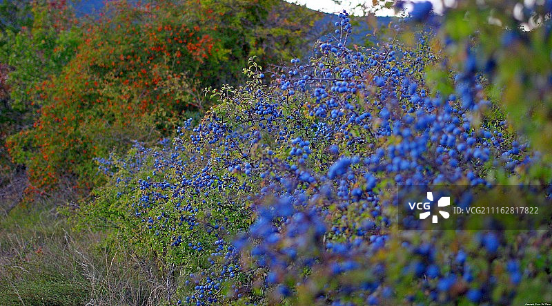 盛开的蓝色野花图片素材