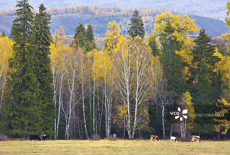 图片来自：124607891 / 500px图片素材