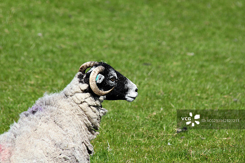 亚当·古德曼摄影作品图片素材