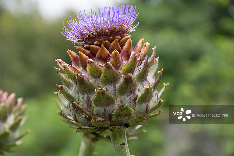 雅柏克罗斯花园的刺菜蓟图片素材