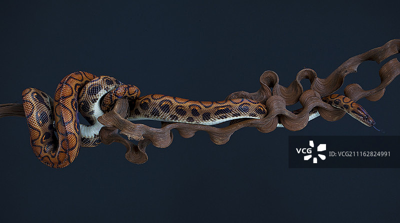 栖息在树枝上的蟒蛇图片素材