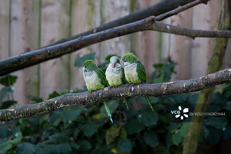 盖亚动物园图片素材