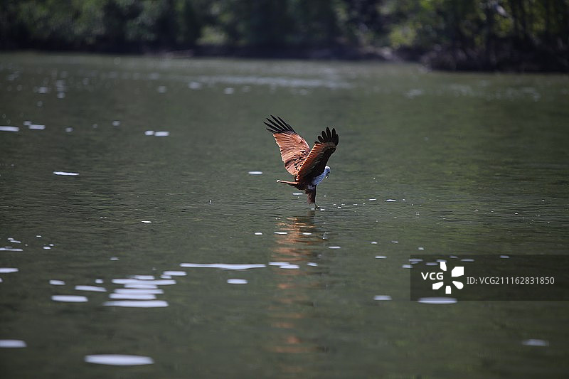 Peter Wong摄影作品图片素材