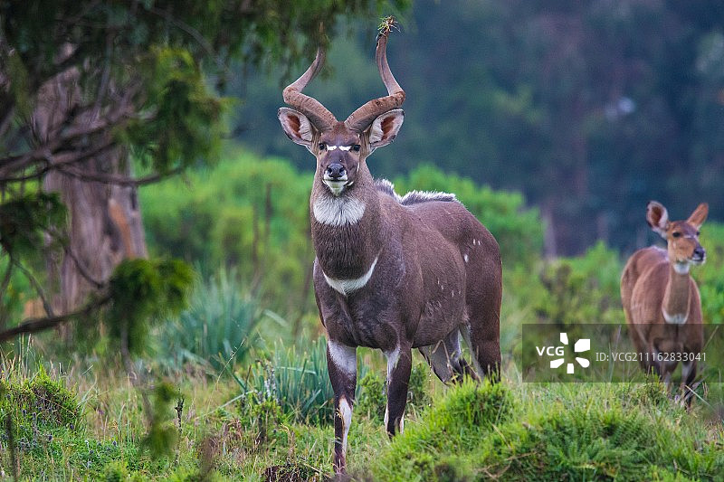 山地尼亚拉羚羊肖像图片素材