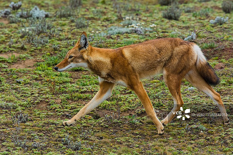 摄影：Paul Wild / 500px图片素材