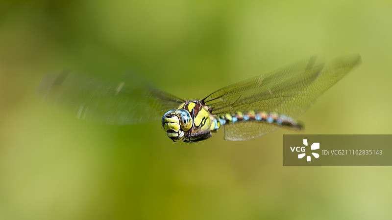 飞行中的蜻蜓特写图片素材