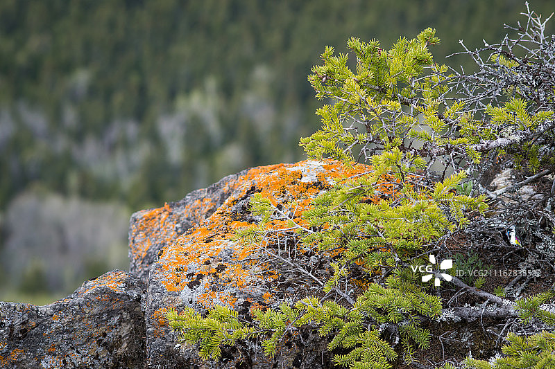 加拿大里穆斯基图片素材