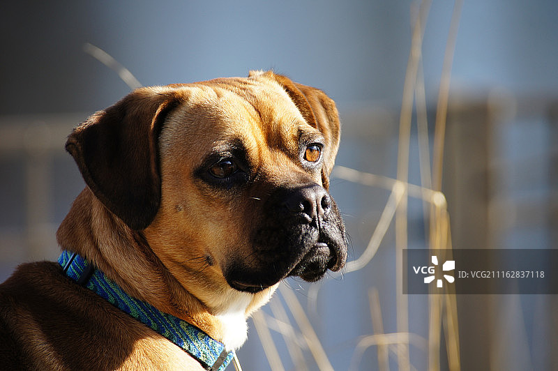 巴哥犬肖像图片素材