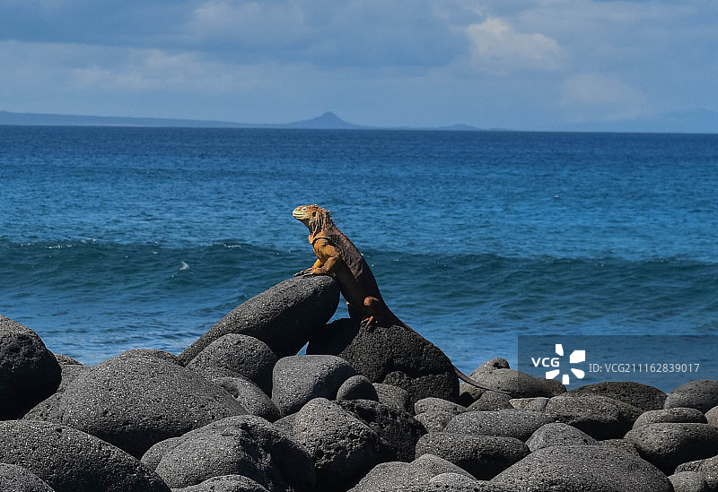 在海边岩石上爬行的蜥蜴图片素材