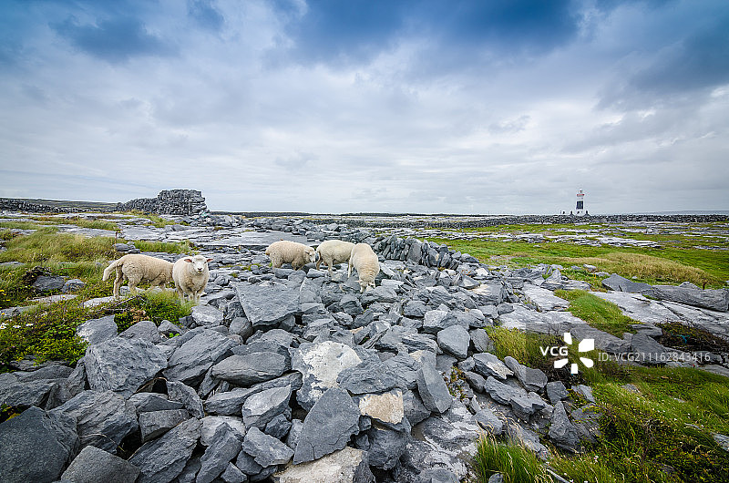 绵羊、巨石和灯塔图片素材