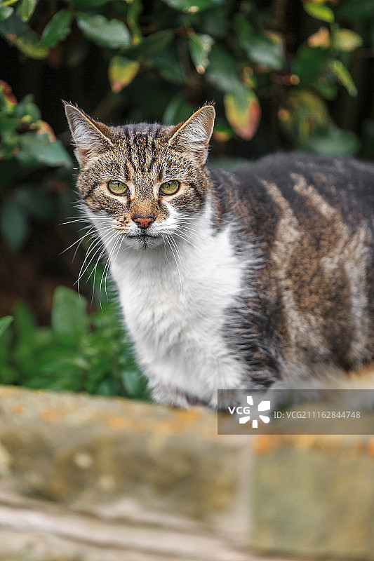 猫咪看向镜头的特写图片素材