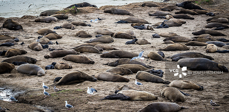 在沙滩上睡觉的象海豹图片素材
