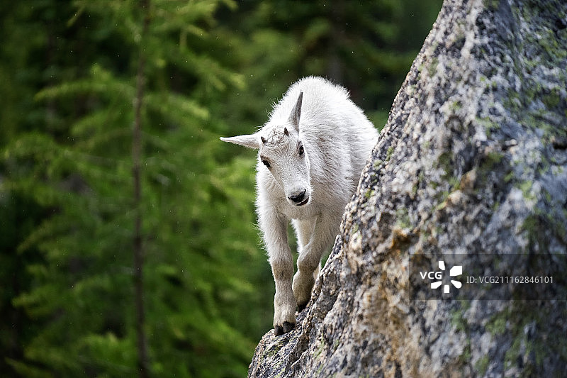 美国达灵顿图片素材