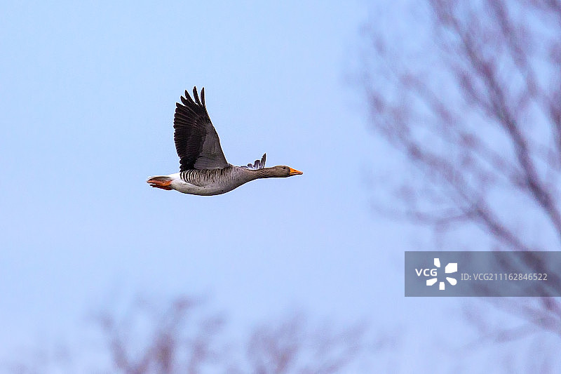 飞翔的灰雁的侧面照图片素材