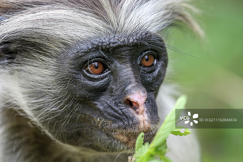 猴子肖像图片素材