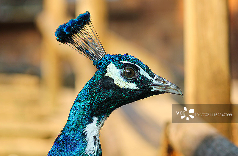 孔雀肖像图片素材