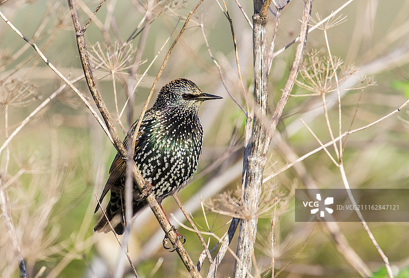 树枝上的欧洲八哥图片素材