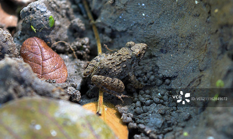 躲在泥里的青蛙特写图片素材