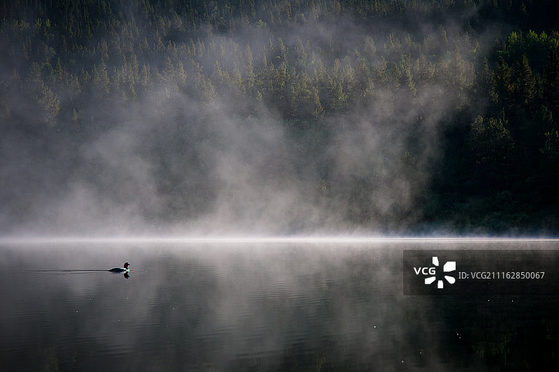 雾中湖泊上的鸭子图片素材