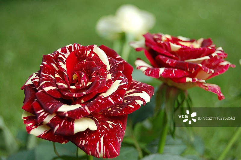 带有白色斑点的红色玫瑰图片素材