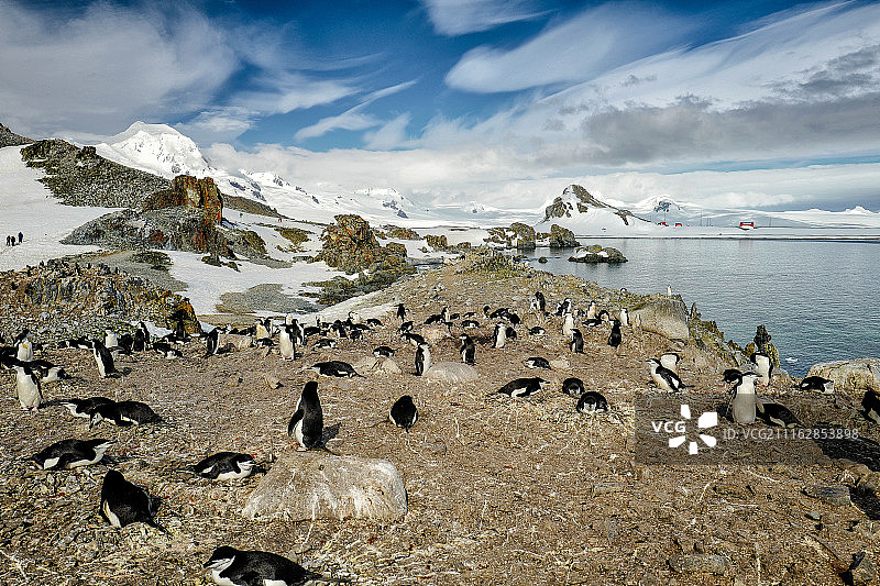 企鹅群图片素材