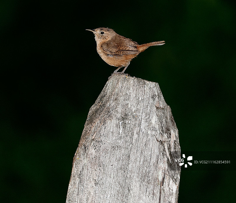 巴西圣若泽杜里奥帕尔多图片素材