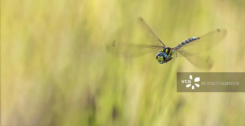 模糊背景上的飞舞蜻蜓图片素材