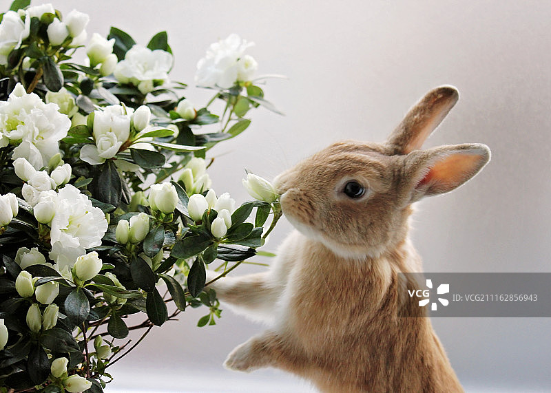 兔子闻花图片素材