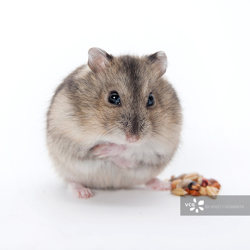 小仓鼠肖像图片素材