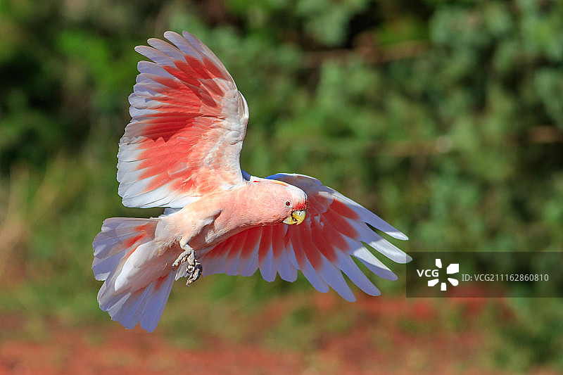 飞行中的粉色凤头鹦鹉图片素材