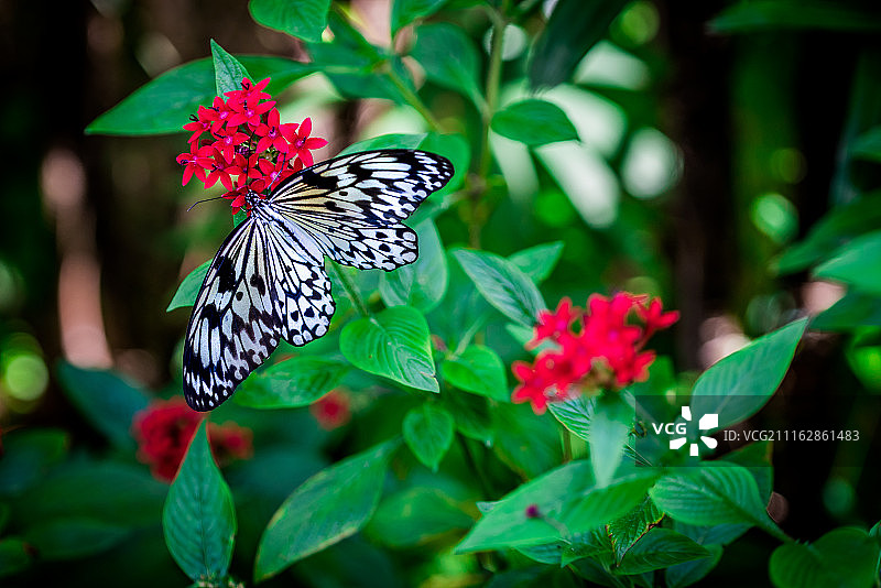 栖息在花朵上的蝴蝶特写图片素材