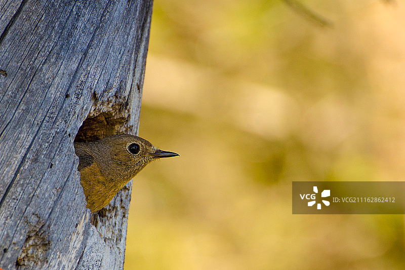 在树洞里的家鹩图片素材