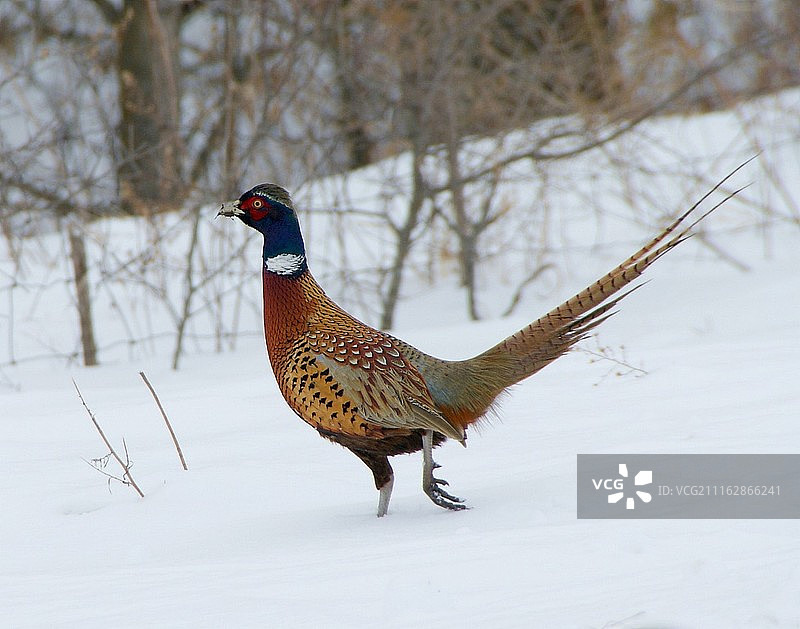 雪地里孤独的野鸡图片素材