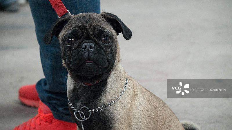 哈巴狗图片素材