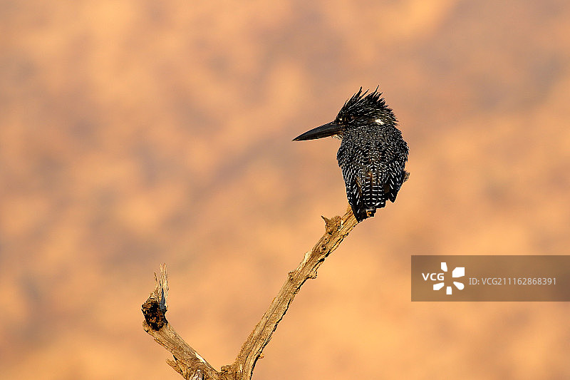 翠鸟肖像图片素材