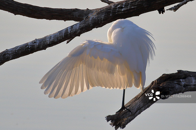 树枝上的白鹭图片素材